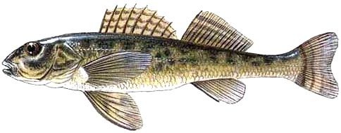 Boceto del pez asprete / Wikipedia Imágenes