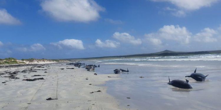 Casi un centenar de ballenas piloto murieron en la playa de las islas Chatam / REUTERS