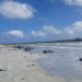 Casi un centenar de ballenas piloto murieron en la playa de las islas Chatam / REUTERS