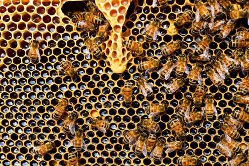 Las abejas hacen un "baile de meneo" que les permite informar sobre direcciones de nidos y agua / Pixabay