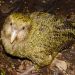 Kakapo, el loro que ganó como ave del año en Nueva Zelanda, por segundo año. / Wikipedia Imágenes