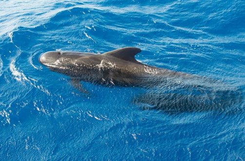 Si una ballena queda varada es importante mantenerla fresca y calmada / Imagen de darrenquigley32 en Pixabay