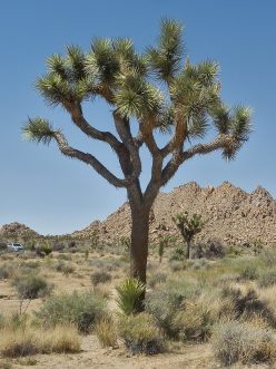 Los árboles de Joshua, en California, sufrieron este 2020 los embates de los incendios, que los amenazan y han empeorado con el cambio climático / Wikipedia Imágenes