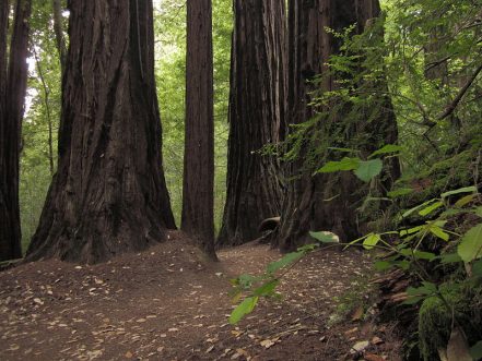 Los parques de California que albergan secuoyas se vieron sumamente afectados / Wikipedia Imágenes