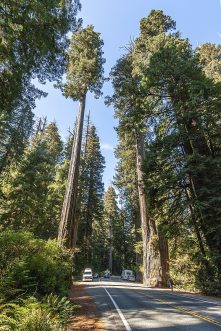 Los árboles secuoyas de California sufrieron este 2020 los embates de los incendios, que los amenazan y han empeorado con el cambio climático / Wikipedia Imágenes