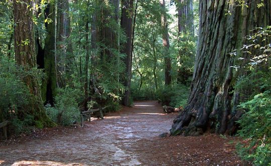 Los parques de California que albergan secuoyas se vieron sumamente afectados / Wikipedia Imágenes