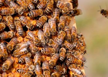 Científicos en Estados Unidos aplican técnicas parecidas a la de conservación de aves para proteger a las abejas / REUTERS