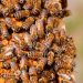 Científicos en Estados Unidos aplican técnicas parecidas a la de conservación de aves para proteger a las abejas / REUTERS