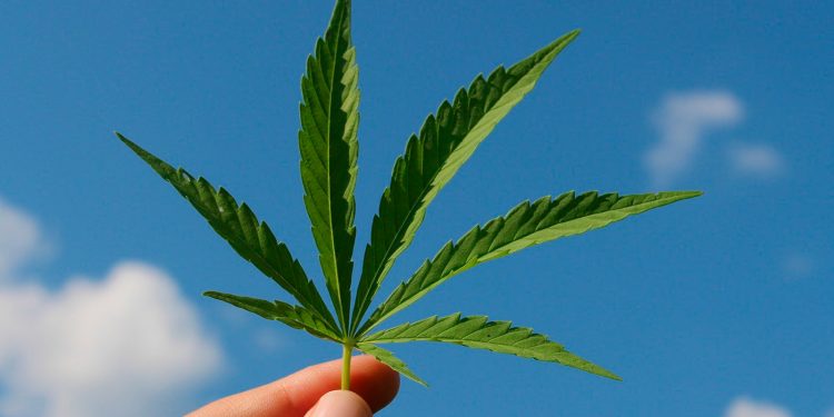 La ONU aprobó el carácter medicinal del cannabis y ahora habrá que esperar cuáles serán las medidas que tome el Gobierno de España respecto a su regularización en el país / Pixabay