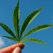 La ONU aprobó el carácter medicinal del cannabis y ahora habrá que esperar cuáles serán las medidas que tome el Gobierno de España respecto a su regularización en el país / Pixabay