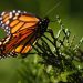 Estados Unidos desiste de proteger a las mariposas monarcas, en riesgo de extinción / REUTERS