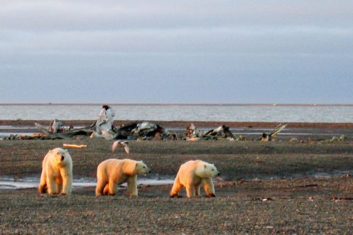 Diversas especies habitan en el Refugio Ártico / REUTERS