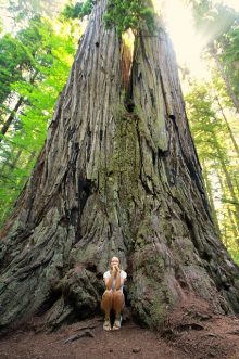 La importancia de estos árboles es tanto natural como espiritual, sobre todo para los habitantes de California / Pixabay