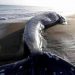 Más de 70 ballenas grises fueron encontradas en la Costa Oeste de Estados Unidos en 2019. Reuters