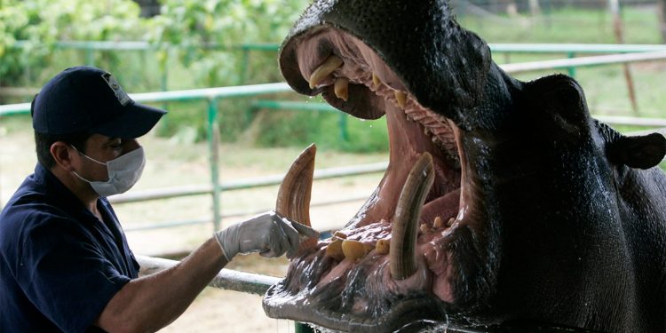 Un veterinario prepara un hipopótamo, conocido como "Orión", para tratamiento dental en el Zoológico Santa Fe de Medellín el 27 de enero de 2010. El hipopótamo nació en la hacienda privada Hacienda Nápoles que pertenecía a Pablo Escobar. REUTERS / Albeiro Lopera