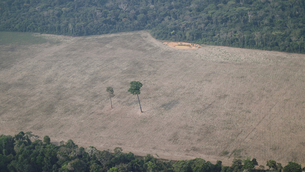 WWF denuncia que más países se están sumando a la deforestación y la EU es parte del problema