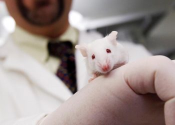 El profesor e investigador Hugh Taylor con un ratón en el laboratorio de la Universidad de Yale.Shannon Stapleton/ Reuters