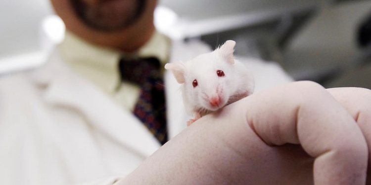 El profesor e investigador Hugh Taylor con un ratón en el laboratorio de la Universidad de Yale.Shannon Stapleton/ Reuters