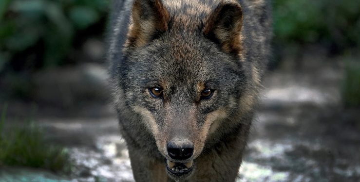 transfusión proteína Sandalias Cuestionan la declaración del lobo ibérico como especie protegida
