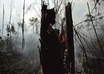 Bancos deforestación en Amazonas