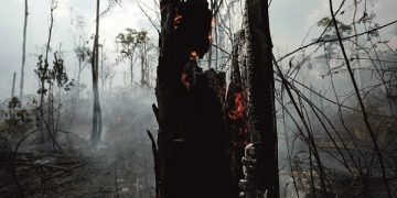 Bancos deforestación en Amazonas