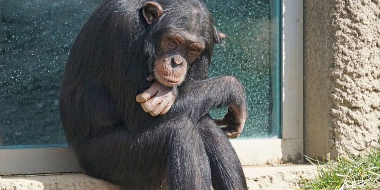 chimpances sierra leona