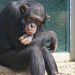 chimpances sierra leona