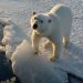 día mundial del oso polar
