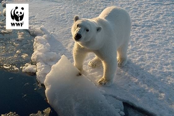 día mundial del oso polar