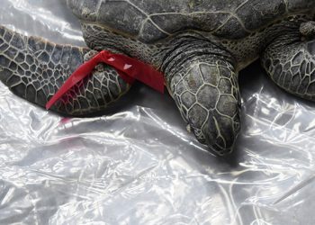 tortugas plásticos