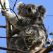 WWF reforestará con drones para salvar a los koalas en Australia. REUTERS