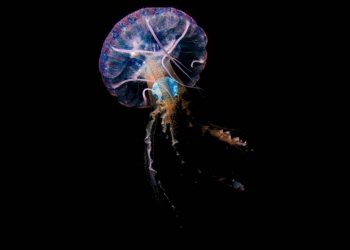 plástico en medusas