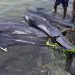 Ghana muerte de delfines