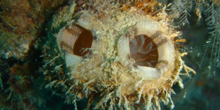 La especie marina Polycarpa mytiligera se regenera incluso si se corta en tres pedazos
