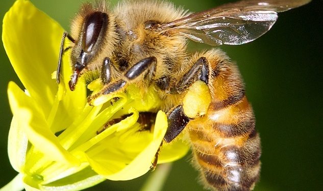 Dos abejas se viralizan en las redes sociales por abrir una botella de refresco