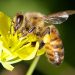 Dos abejas se viralizan en las redes sociales por abrir una botella de refresco