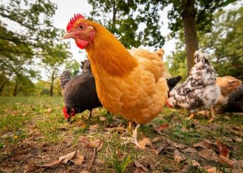 Productor avícola noruego ha excluido la soja brasileña de su cadena de suministro porque podría estar relacionada con la deforestación en la Amazonia. REUTERS