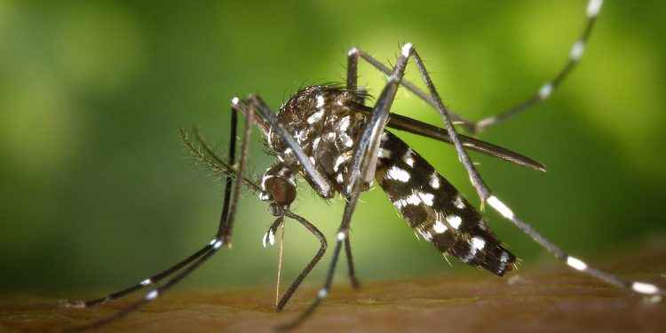 mosquitos modificados genéticamente