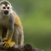 El mono ardilla de cabeza negra del Amazonas es una de las especies que podría desaparecer si el mundo no consigue limitar el calentamiento global a 1,5 C, según WWF