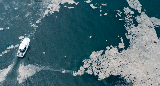 Los llamados "mocos marinos" son causados por las altas temperaturas del mar derivadas del cambio climático y la contaminación