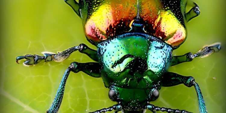 Los escarabajos cultivan hongos de ambrosía desde hace más de 100 millones de años