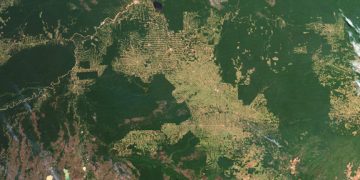 Amazonia carbono