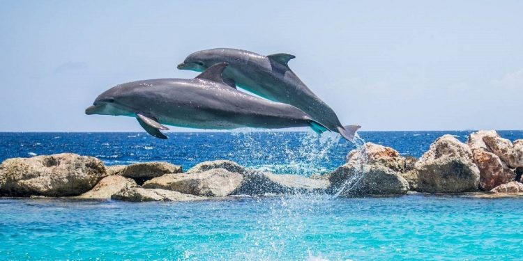 delfines adaptaron esperma