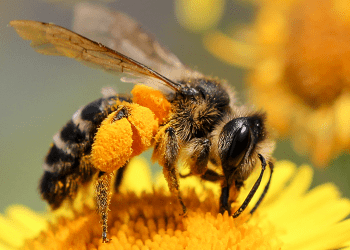 Las abejas prefieren flores con trazas de cafeína y un grupo de científicos ha investigado el motivo detrás de esta tendencia