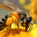 Las abejas prefieren flores con trazas de cafeína y un grupo de científicos ha investigado el motivo detrás de esta tendencia