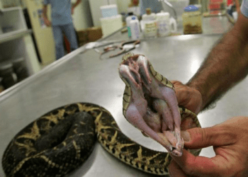 Un nuevo estudio asegura que una sustancia presente en el veneno de la serpiente yararacusú puede impedir la reproducción del coronavirus.