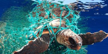contaminación plástica tortugas