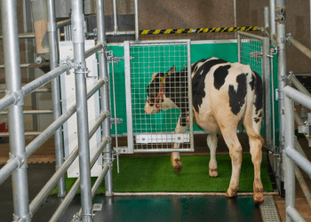 Para evitar que se acumulen y se propaguen los desechos de las vacas, los científicos desarrollaron un sistema para enseñarles a "ir al baño"