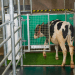 Para evitar que se acumulen y se propaguen los desechos de las vacas, los científicos desarrollaron un sistema para enseñarles a "ir al baño"