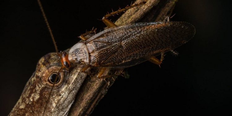 Fotografía de una cucaracha bebiendo las lágrimas de un lagarto en marzo de 2019 en la Amazonía ecuatoriana 
| Javier Aznar González de Rueda